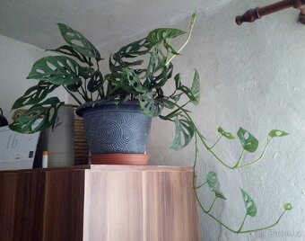 Pokojová Monstery Monkey Leaf - 8
