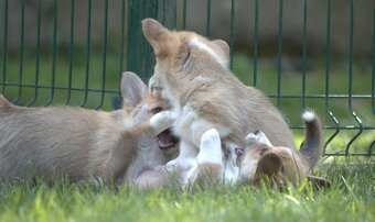 Welsch corgi pembroke s PP - 8