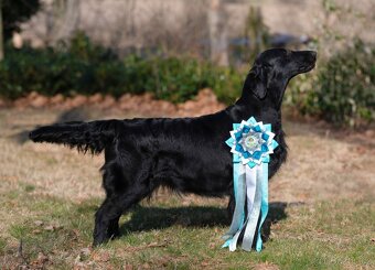 Flat Coated Retriever - pejsci s průkazem původu - 8