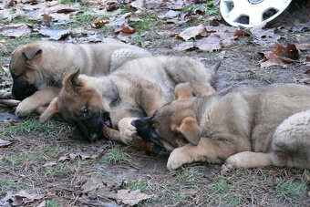 Štěňata německého ovčáka s PP - 8