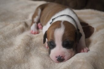 Americký stafordšírský teriér s PP - 8