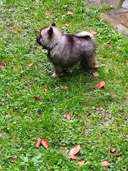 Německý vlčí špic (keeshond) - štěńátka s PP - 8