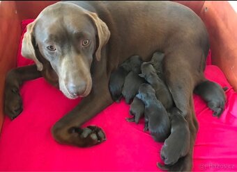 Štěňátka labradorského retrívra - 8
