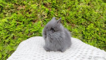 Zakrslý králík, králíček -(TEDDY)-OLAF,OLIVER,OLINA - 8