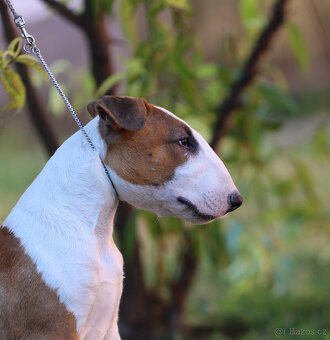 Bullterrier, Bullterier, Bulterier - 8