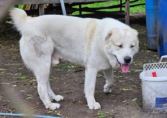 Středoasijský pastevecký pes - 8