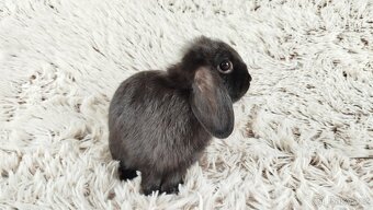 Zakrslý beránek, králíček, králík - ELLA - 8