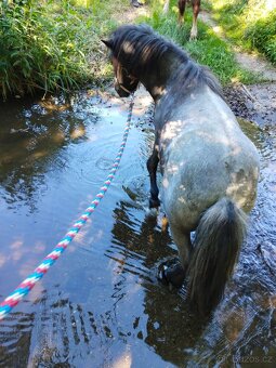 Prodám Shetlandskeho poníka s pp - 8