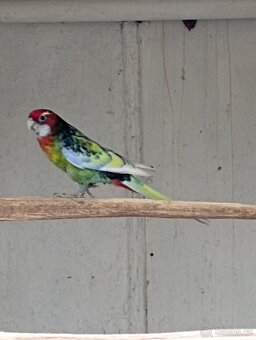 Rosela pestrá černá, modrá zlatá - 8