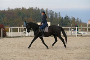 Šestiletá westfálská klisna vhodná do drezury - 8