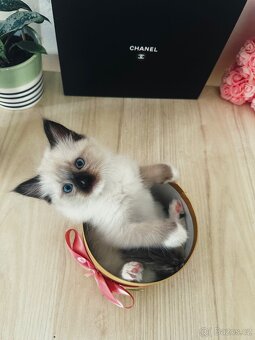 3 krásná koťátka plemene Ragdoll 🖤🐈 - 8