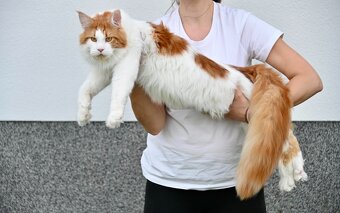 Mainská mývalí krytí - kocour s PP - 8