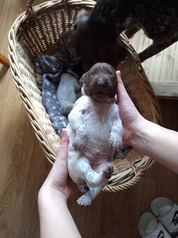 Německý ohař krátkosrstý s PP - 8