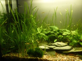 Akvarijni rostlinky - Vallisneria... - 8