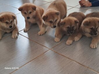 Akita Inu - 8