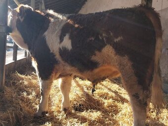 Možnost rezervace plemenných býků masný simentál - 8