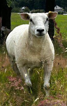 Bahnice Texel 100% - 8
