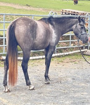 Sportovní pony klisna 3 roky. - 8