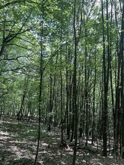 Prodám lesní pozemek v k.ú. Valašská Polanka - 8