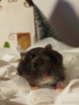 Křeček džungarský sameček - 8