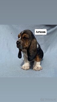 Štěňata Basset hound - 8
