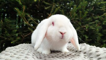 Zakrslý beránek, králíček, králík - WILLIAM - 8