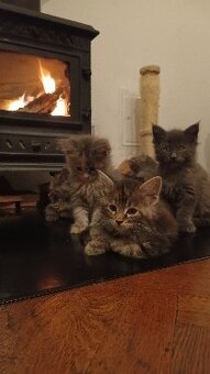 KOŤÁTKA MAINSKÁ MÝVALÍ - 8