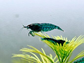 Neocaridina akvarijní krevetky - 8