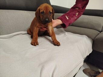 RHODESKY RIDGEBACK - 8