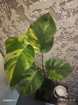 Monstera deliciosa aurea marmorata - 8