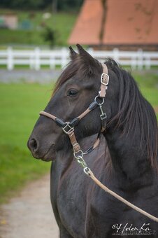 Fell Pony, klisnička 4/2024 - 8
