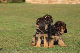 Německý ovčák štěňata - 8