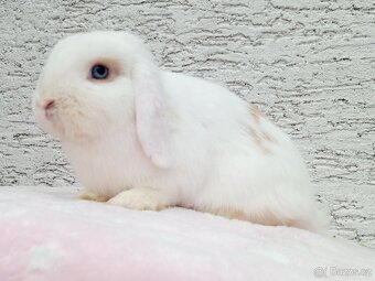 Volná samička - Anglický Zakrslý Beránek MiniLop🍑 - 8