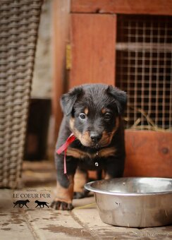 Beauceron - štěňátka k rezervaci - 8