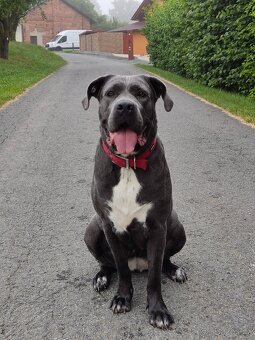 Cane corso - štěňata s PP (FCI) - 8