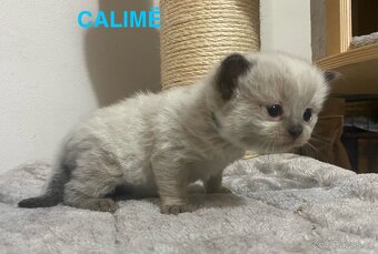 Ragdoll koťata s PP (FIFE) - 8