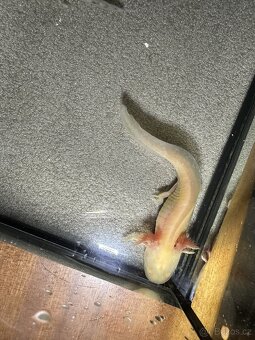 Axolotl mexický - Vodní dráček - 8