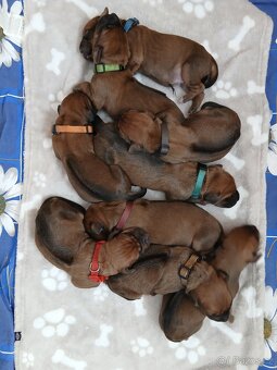 Rhodeský ridgeback - 8