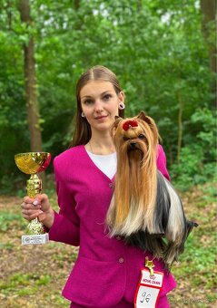 Jorkšírsky teriér s PP FCI, fenečky - 8