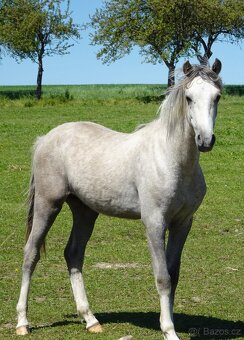 Prodám hřebečka Welsh pony, sekce B, s PP. - 8