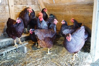 Rodajlendka červená 🥚🐣 (násadová vejce i kuřátka) - 8