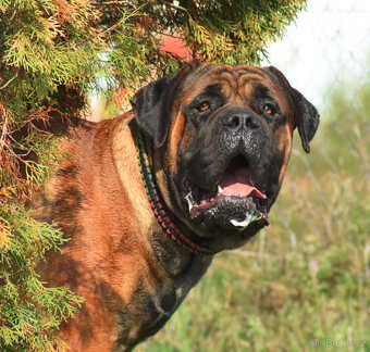 boerboel ballotada -chovná fena 1 rok - 8
