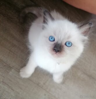 Ragdoll koťátka - 8