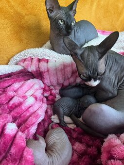 Kanadský sphynx - 8