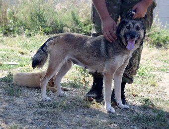 ADDY K ADOPCI - 3 ROKY, MILÁ, UČENLIVÁ, VDĚČNÁ - 8