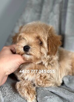 Maltipoo F1 Caramel, 3 měsíce - 8