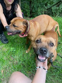 Stafordsirsky bulteriér s pp - 8