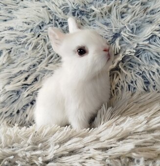 Zakrslý králík - 8