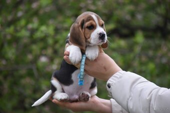 štěňata bígl - 8