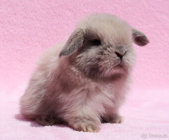 Mini beránek NHD maličká samička s VP . - 8